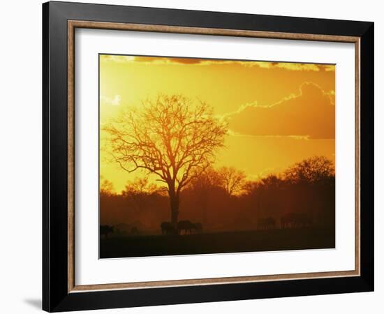 African Buffalo, Feeding at Sunset, Hwange National Park, Zimbabwe-Pete Oxford-Framed Photographic Print