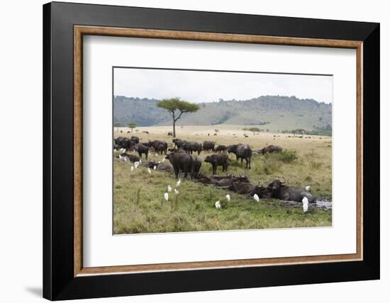 African Buffalo, Masai Mara, Kenya-Sergio Pitamitz-Framed Photographic Print