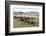 African Buffalo, Masai Mara, Kenya-Sergio Pitamitz-Framed Photographic Print