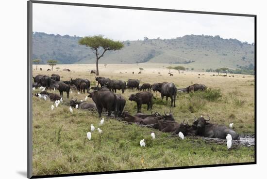 African Buffalo, Masai Mara, Kenya-Sergio Pitamitz-Mounted Photographic Print