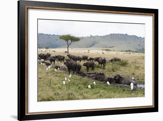 African Buffalo, Masai Mara, Kenya-Sergio Pitamitz-Framed Photographic Print