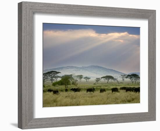 African Buffalo, Serengeti National Park, Tanzania-Ivan Vdovin-Framed Photographic Print