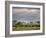 African Buffalo, Serengeti National Park, Tanzania-Ivan Vdovin-Framed Photographic Print