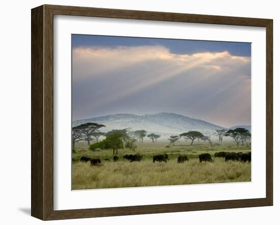 African Buffalo, Serengeti National Park, Tanzania-Ivan Vdovin-Framed Photographic Print