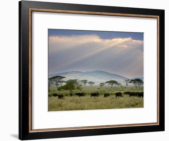 African Buffalo, Serengeti National Park, Tanzania-Ivan Vdovin-Framed Photographic Print