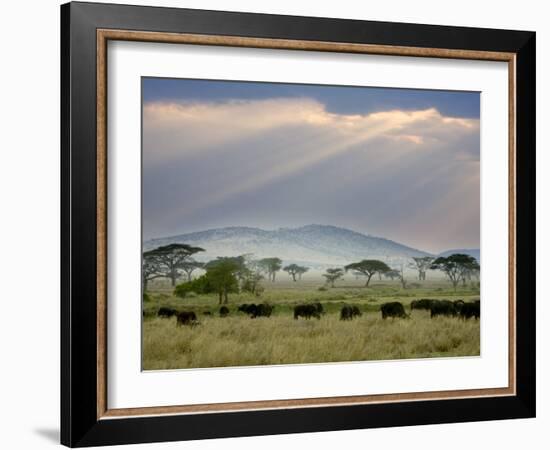 African Buffalo, Serengeti National Park, Tanzania-Ivan Vdovin-Framed Photographic Print