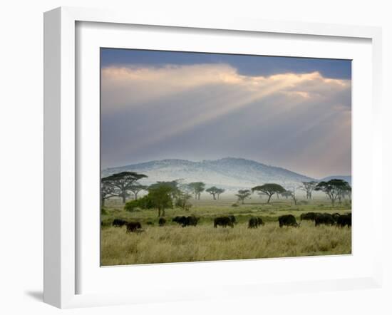 African Buffalo, Serengeti National Park, Tanzania-Ivan Vdovin-Framed Photographic Print