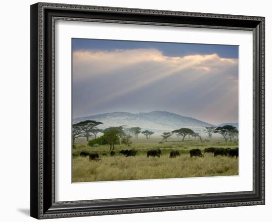 African Buffalo, Serengeti National Park, Tanzania-Ivan Vdovin-Framed Photographic Print