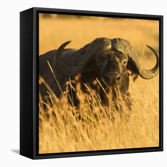 African Buffalo-Joe McDonald-Framed Premier Image Canvas