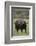 African Buffalo-DLILLC-Framed Photographic Print