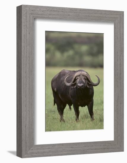 African Buffalo-DLILLC-Framed Photographic Print