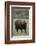 African Buffalo-DLILLC-Framed Photographic Print