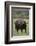 African Buffalo-DLILLC-Framed Photographic Print