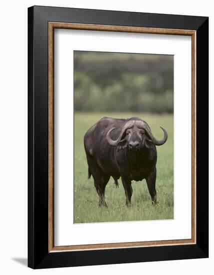 African Buffalo-DLILLC-Framed Photographic Print