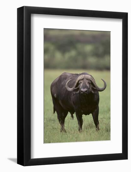 African Buffalo-DLILLC-Framed Photographic Print