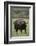 African Buffalo-DLILLC-Framed Photographic Print