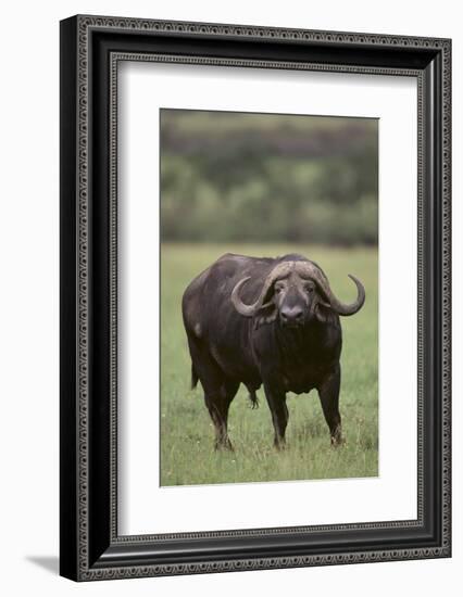 African Buffalo-DLILLC-Framed Photographic Print