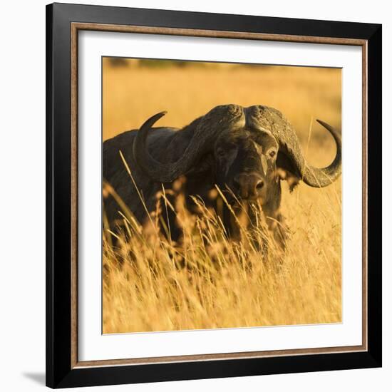 African Buffalo-Joe McDonald-Framed Photographic Print