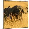 African Buffalo-Joe McDonald-Mounted Photographic Print