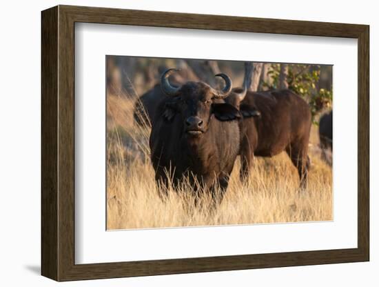 African buffalos (Syncerus caffer), Okavango Delta, Botswana, Africa-Sergio Pitamitz-Framed Photographic Print