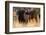 African buffalos (Syncerus caffer), Okavango Delta, Botswana, Africa-Sergio Pitamitz-Framed Photographic Print