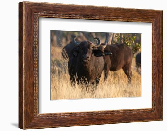 African buffalos (Syncerus caffer), Okavango Delta, Botswana, Africa-Sergio Pitamitz-Framed Photographic Print