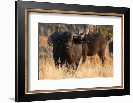 African buffalos (Syncerus caffer), Okavango Delta, Botswana, Africa-Sergio Pitamitz-Framed Photographic Print