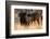 African buffalos (Syncerus caffer), Okavango Delta, Botswana, Africa-Sergio Pitamitz-Framed Photographic Print