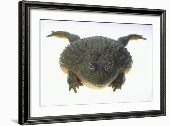 African Bullfrog-DLILLC-Framed Photographic Print