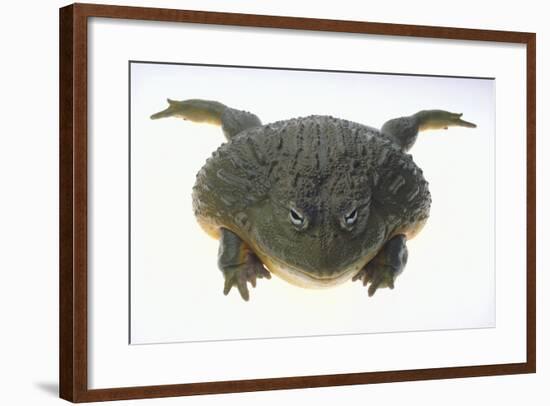 African Bullfrog-DLILLC-Framed Photographic Print