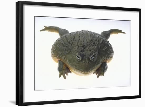 African Bullfrog-DLILLC-Framed Photographic Print