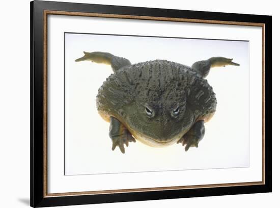 African Bullfrog-DLILLC-Framed Photographic Print