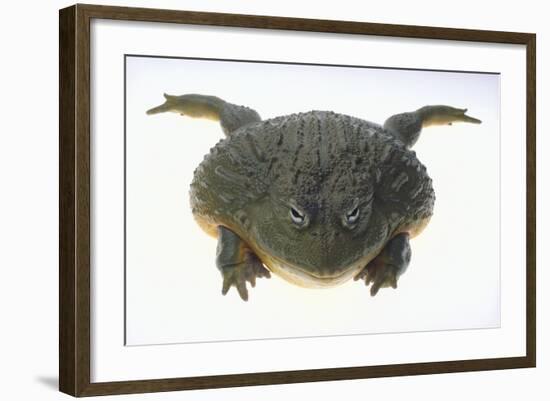 African Bullfrog-DLILLC-Framed Photographic Print