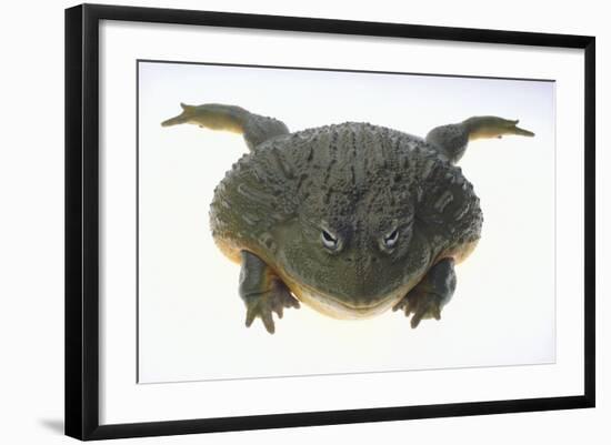 African Bullfrog-DLILLC-Framed Photographic Print