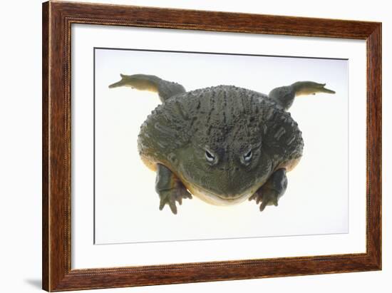 African Bullfrog-DLILLC-Framed Photographic Print