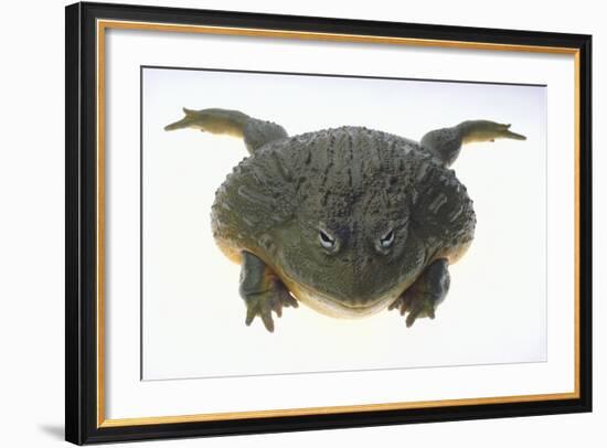 African Bullfrog-DLILLC-Framed Photographic Print