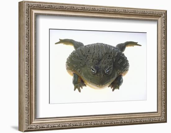 African Bullfrog-DLILLC-Framed Photographic Print