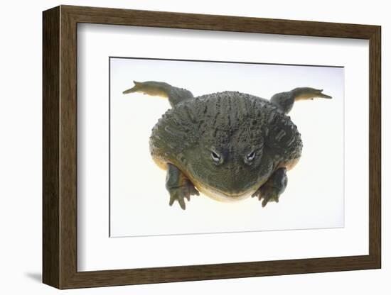 African Bullfrog-DLILLC-Framed Photographic Print