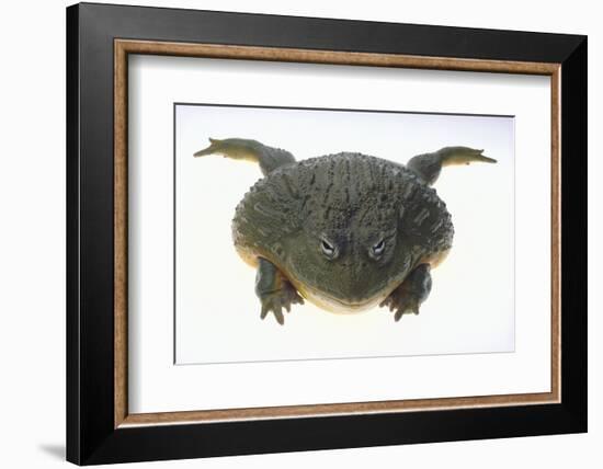 African Bullfrog-DLILLC-Framed Photographic Print