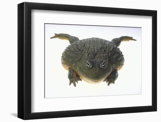 African Bullfrog-DLILLC-Framed Photographic Print