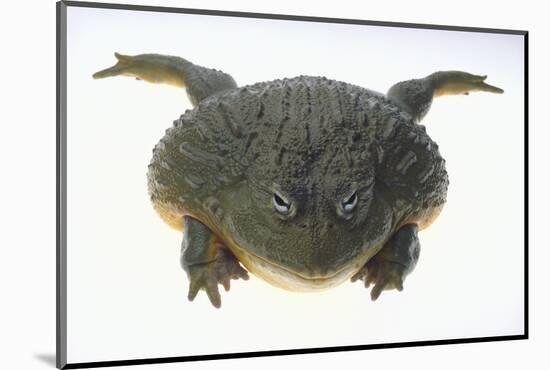 African Bullfrog-DLILLC-Mounted Photographic Print