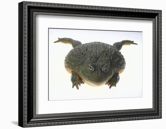 African Bullfrog-DLILLC-Framed Photographic Print