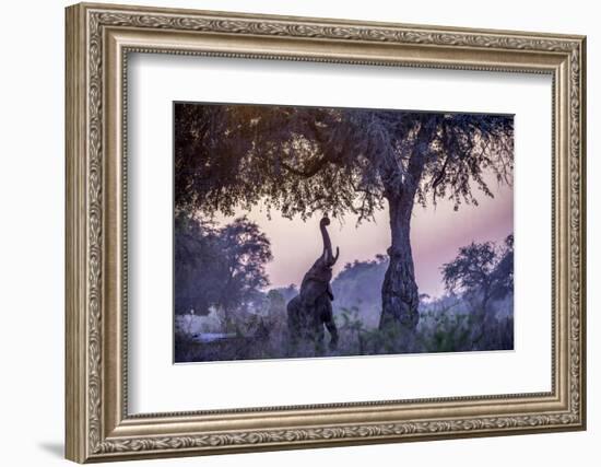 African Bush Elephant Feeding-Art Wolfe-Framed Photographic Print