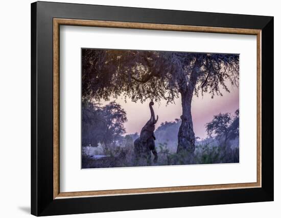 African Bush Elephant Feeding-Art Wolfe-Framed Photographic Print