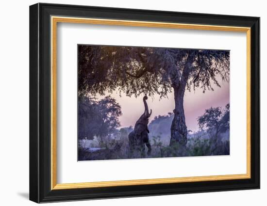 African Bush Elephant Feeding-Art Wolfe-Framed Photographic Print