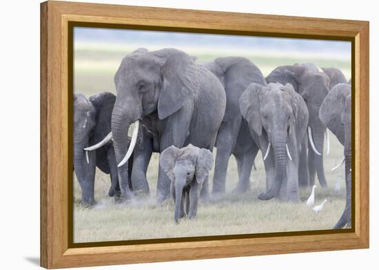 African Bush Elephant Herd, Amboseli National Park, Kenya-Martin Zwick-Framed Premier Image Canvas