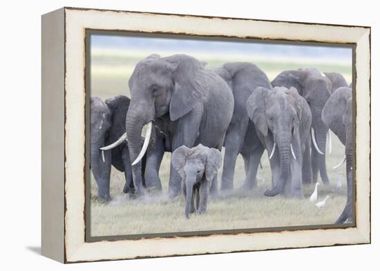 African Bush Elephant Herd, Amboseli National Park, Kenya-Martin Zwick-Framed Premier Image Canvas