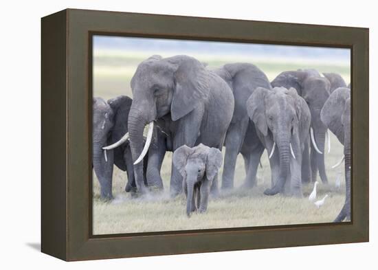 African Bush Elephant Herd, Amboseli National Park, Kenya-Martin Zwick-Framed Premier Image Canvas