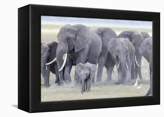 African Bush Elephant Herd, Amboseli National Park, Kenya-Martin Zwick-Framed Premier Image Canvas