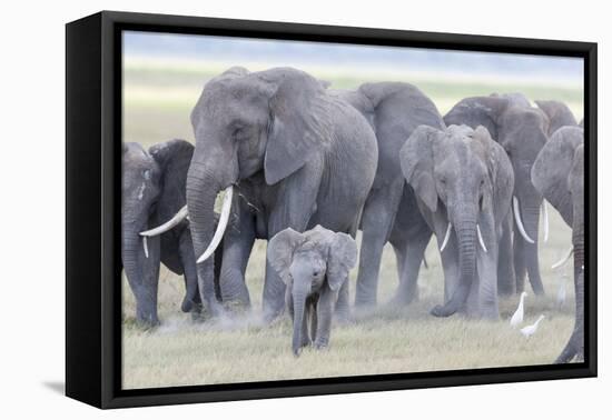 African Bush Elephant Herd, Amboseli National Park, Kenya-Martin Zwick-Framed Premier Image Canvas